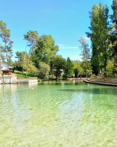 River beach with crystal-clear water surrounded by pines